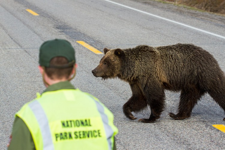 How to use bear spray in Yellowstone