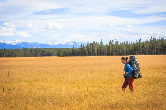 Finding the Wild Wolves of Yellowstone