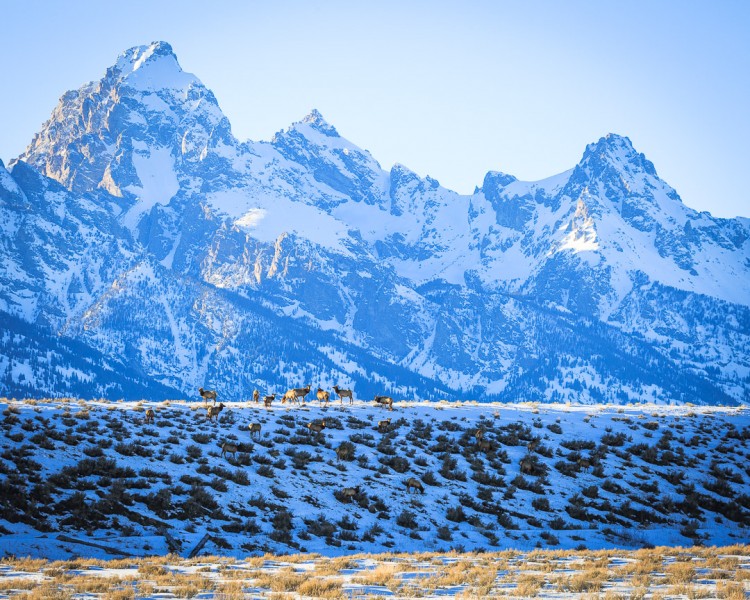 Spring in Jackson Hole, Wyoming