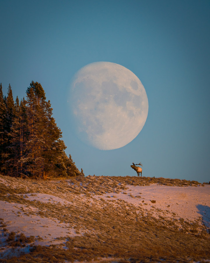 Bull elk and full moon in Yellowstone