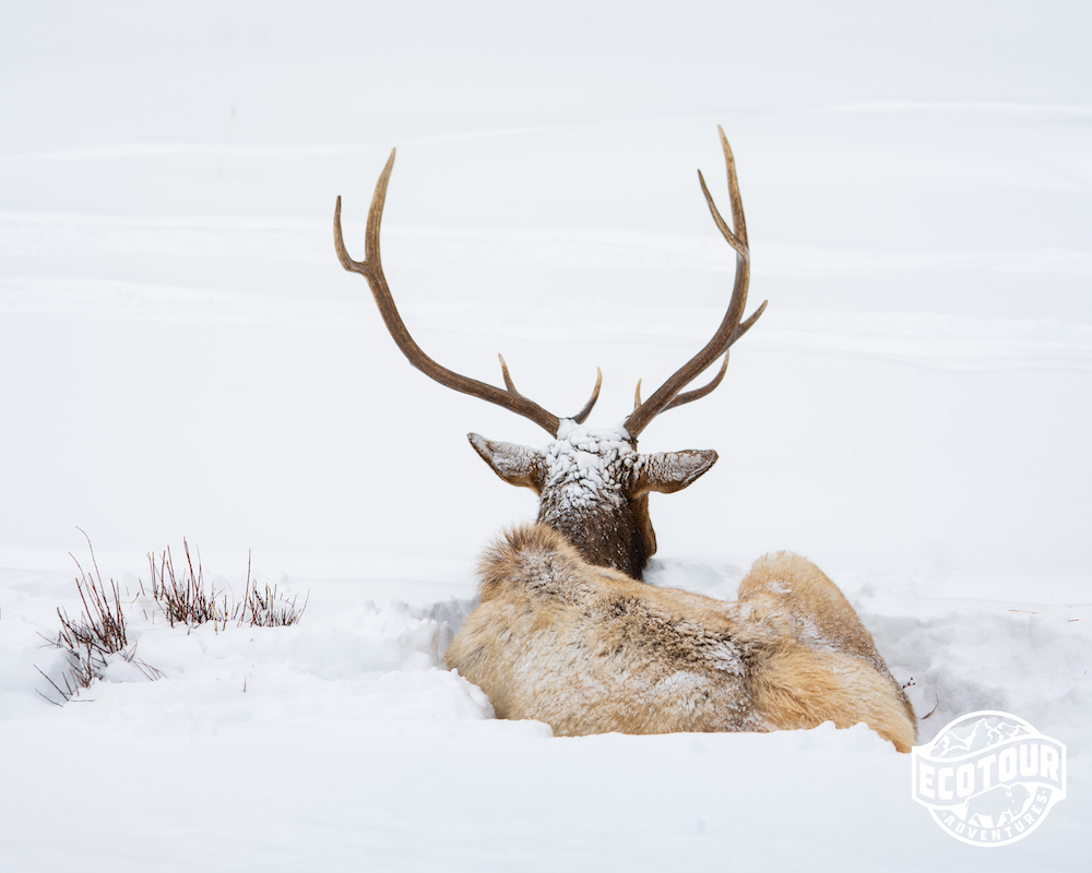 Bull elk in Yellowstone