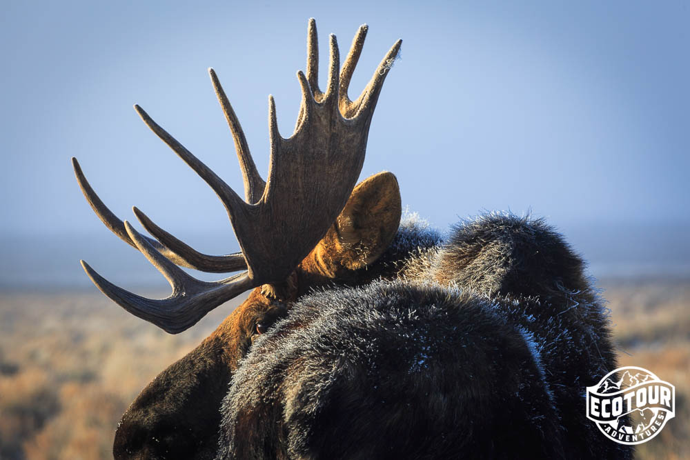 Bull Moose in Grand Teton