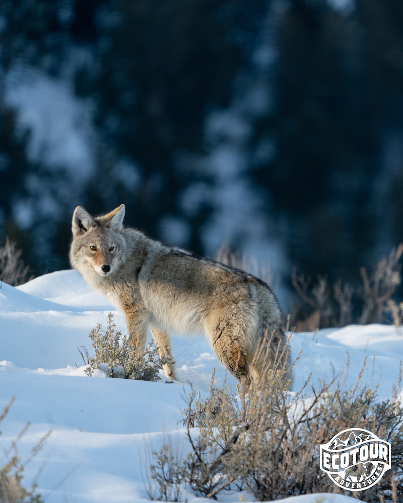 Yellowstone Coyote