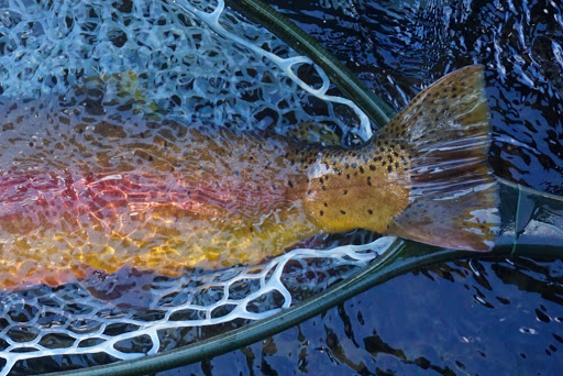 Cutthroat trout in a knotless rubberized net