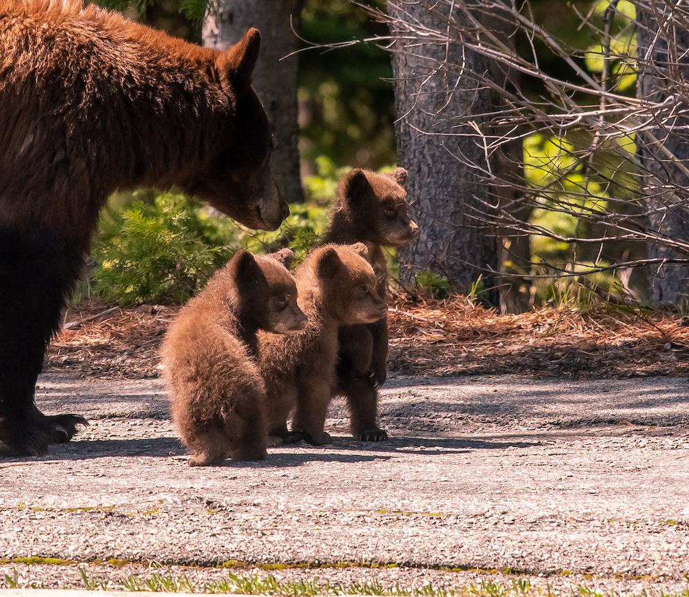 Black Bear and Cubs in Grand Teton
