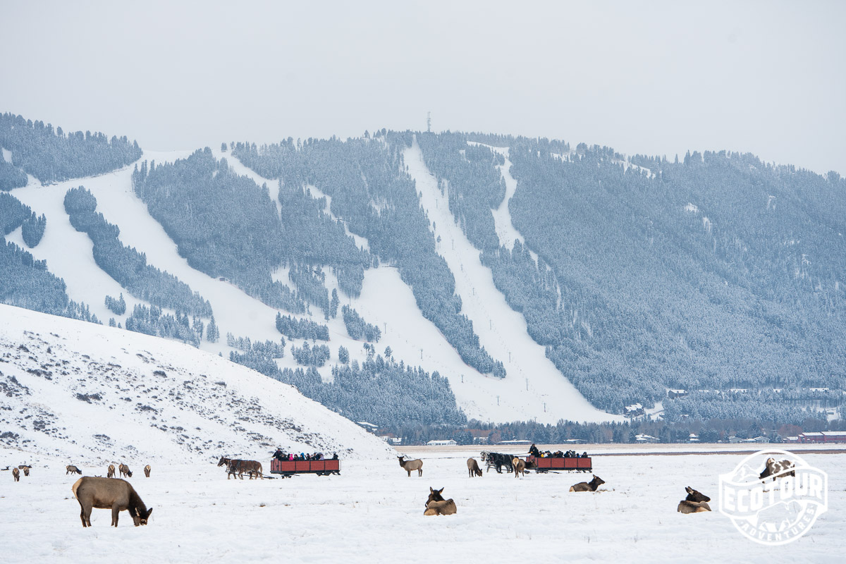 Sleigh Ride on the National Elk Refuge