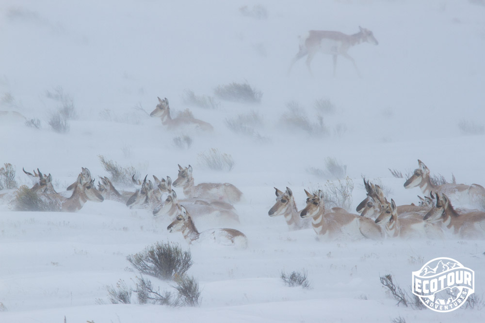 Pronghorn Antelope in Yellowstone