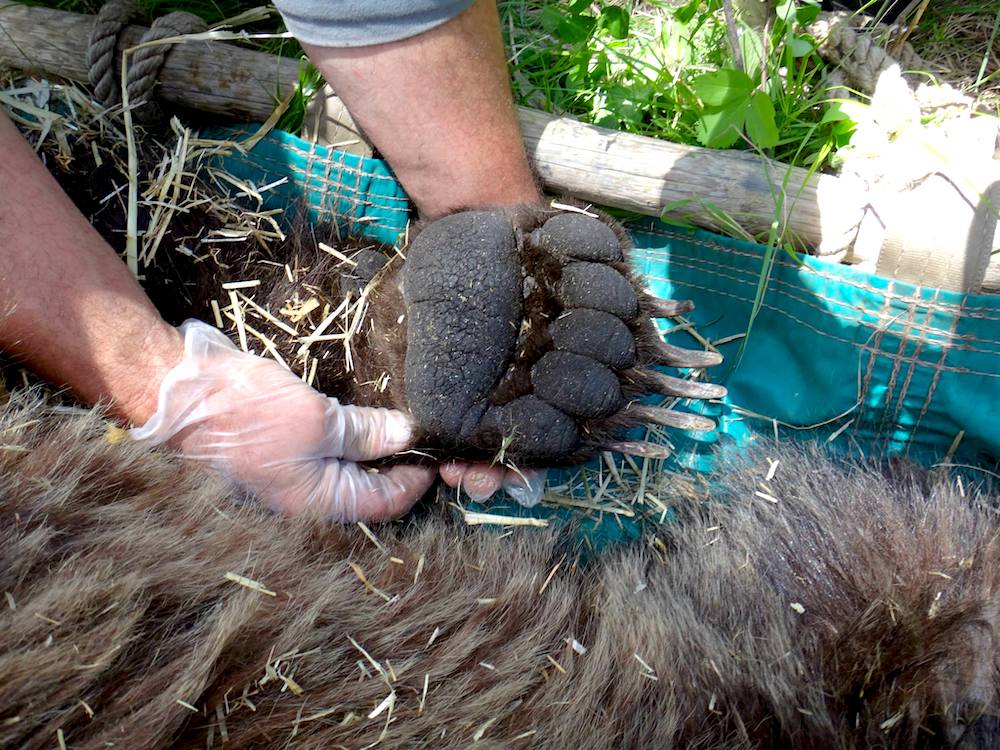 grizzly paw tour