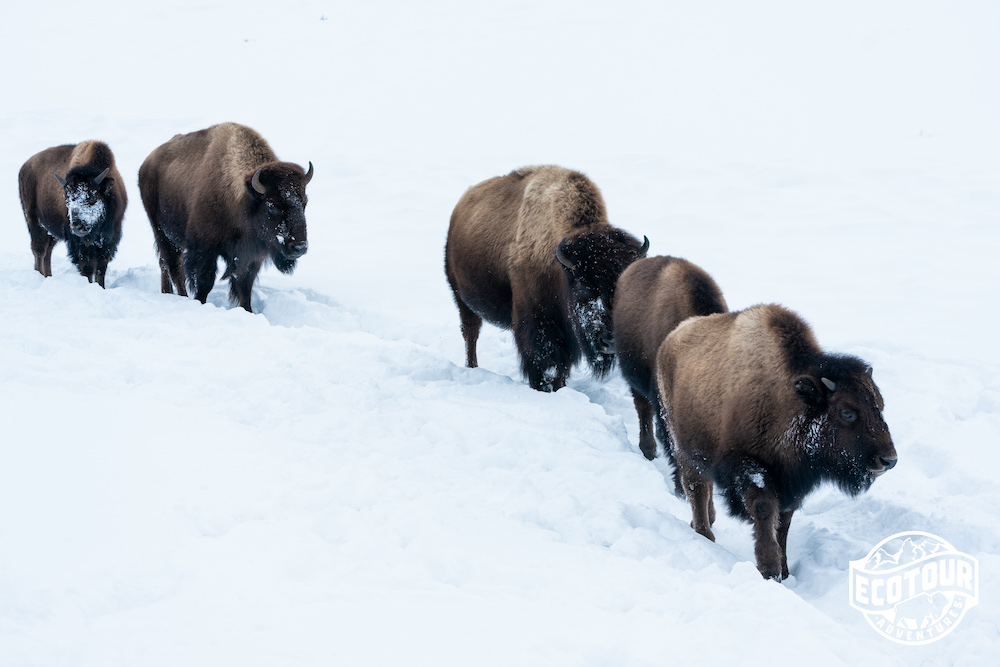 Yellowstone Bison