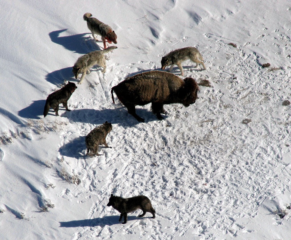 Wolves Surround a Bison in Yellowstone