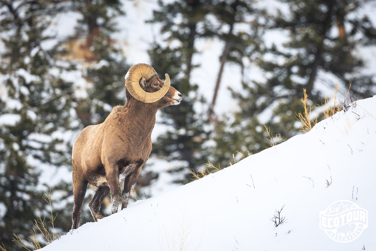 Yellowstone Bighorn Sheep