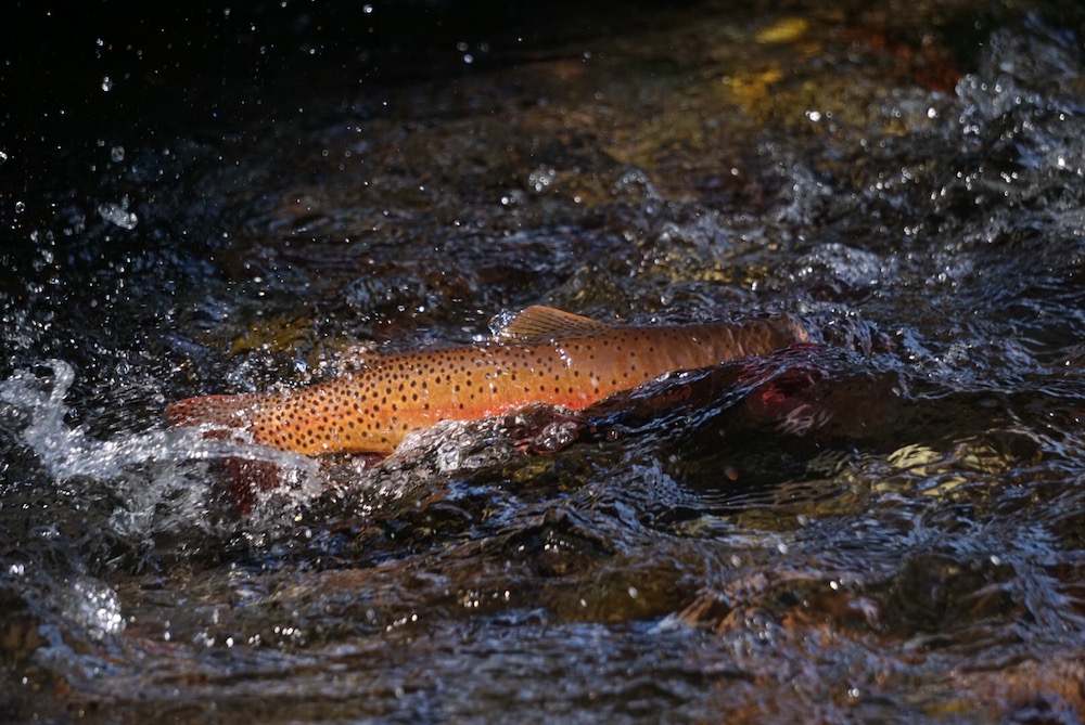 Yellowstone Cutthroat Trout