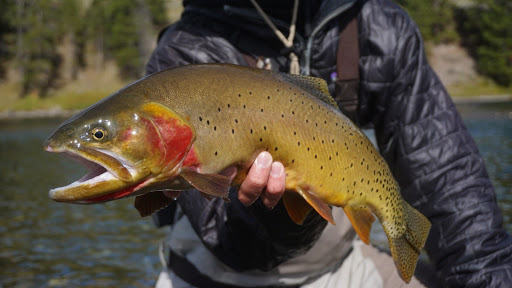 Yellowstone Cutthroat Trout