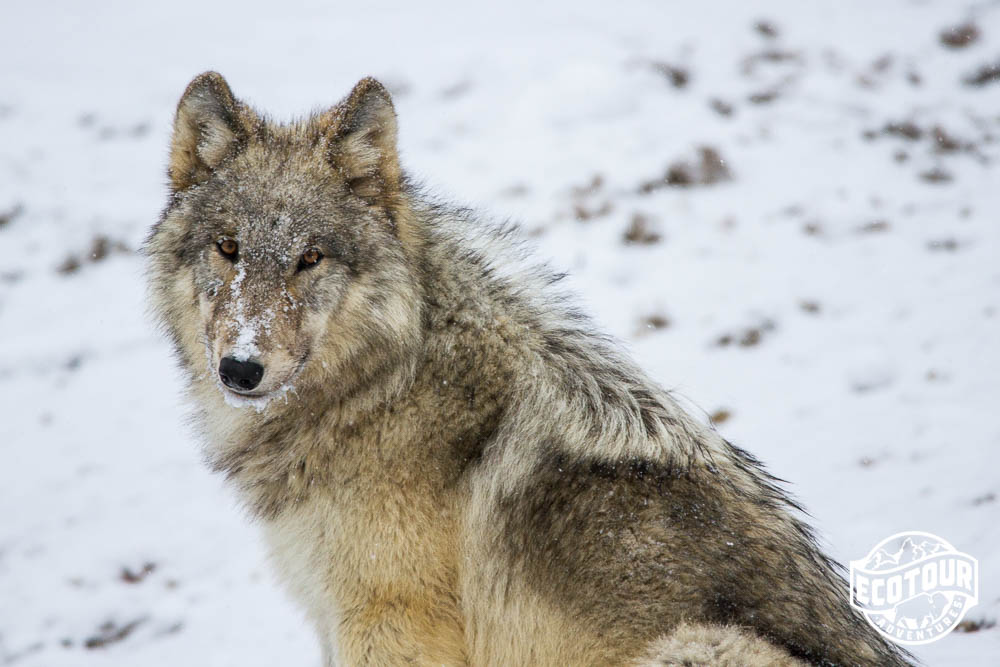 Yellowstone Wolf