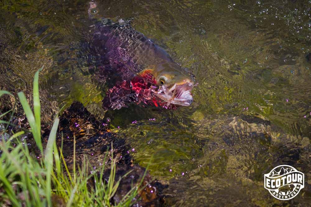 Yellowstone Cutthroat Trout @joshmettenphoto