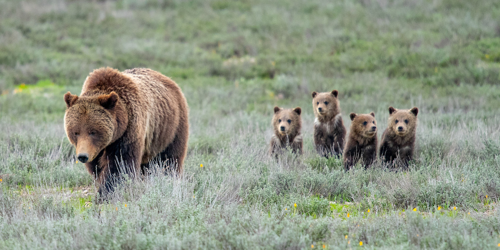 Living in Bear Country