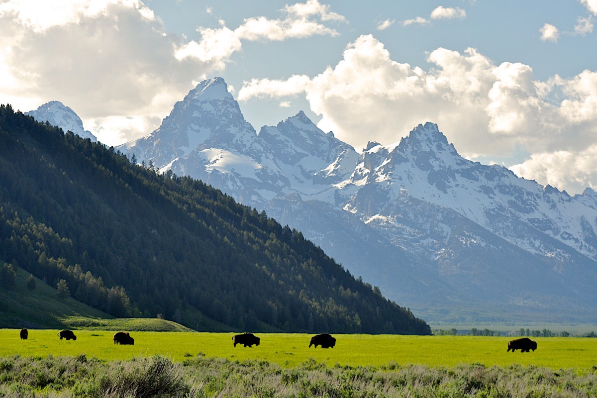 wildlife tour grand teton