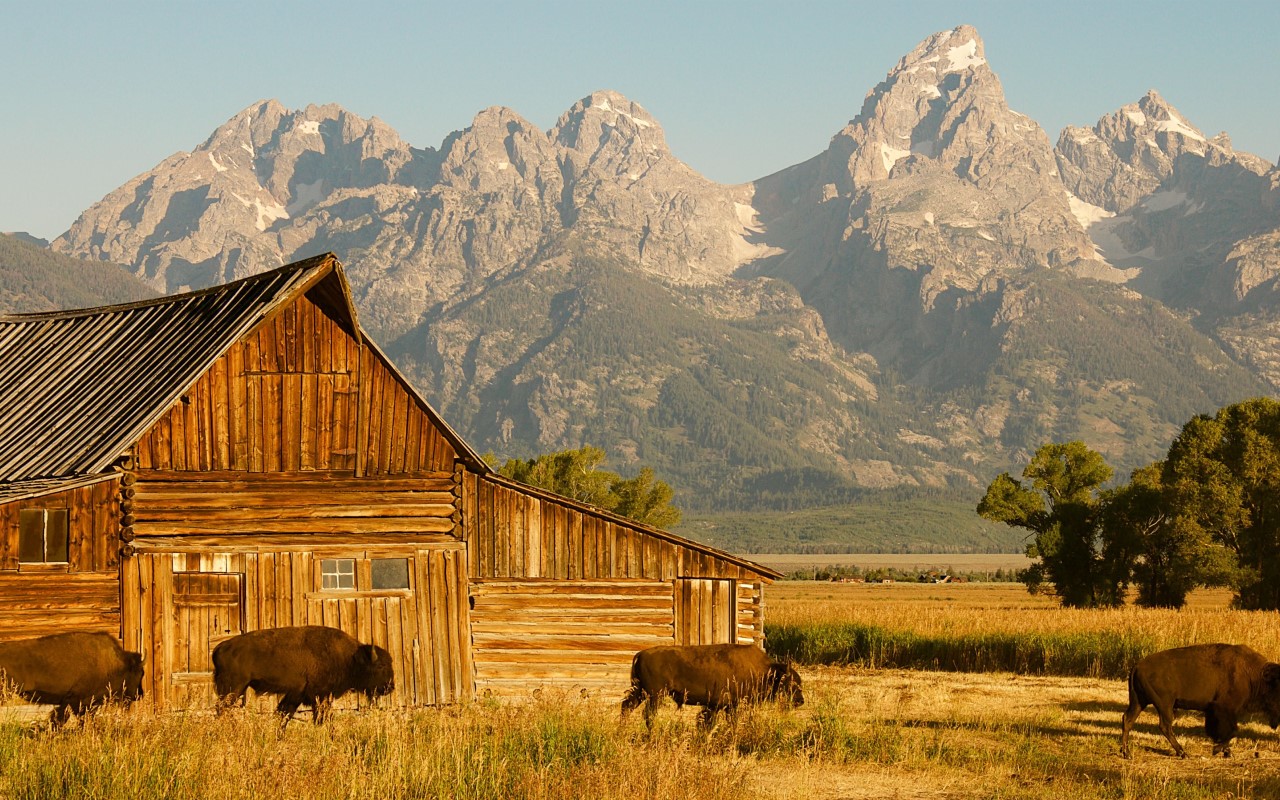 wildlife tour grand teton