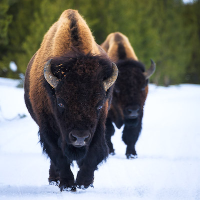 Winter Yellowstone and Grand Teton Multi Day Expedition