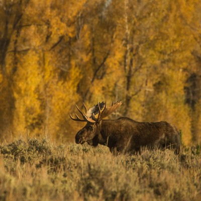 Fall Yellowstone and Grand Teton Photography Workshop