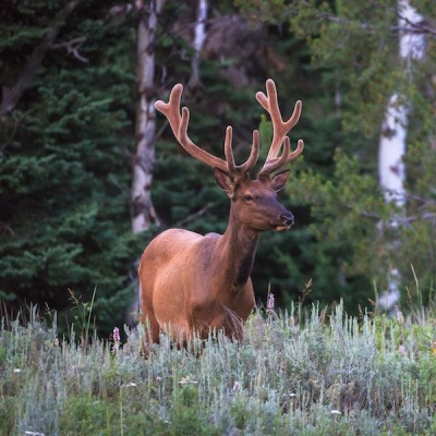 Summer Yellowstone and Grand Teton Multi Day Tour