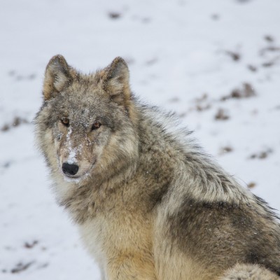 Winter Wolves and Wildlife of Yellowstone Multi Day