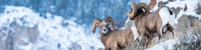 Half Day Guided Winter Wildlife Adventure in Grand Teton, Jackson Hole Wyoming