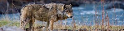 Yellowstone and Grand Teton Multi Day Wildlife Tour Guide