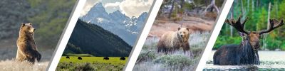 Customize a Guided Wildlife Adventure in Grand Teton & Yellowstone National Parks