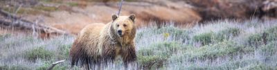 Full Day Guided Wildlife Tour in Grand Teton National Park