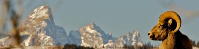 Full Day Guided Wildlife Adventure in Grand Teton National Park