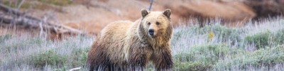 Full Day Guided Wildlife Tour in Grand Teton National Park