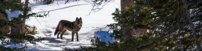 6 Day Wolves & Wildlife Adventure in Yellowstone National Park