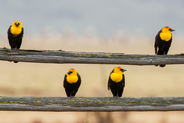 Birding Tours in Grand Teton National Park