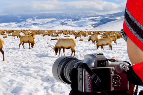 Full Day Jackson Hole Wildlife Adventure