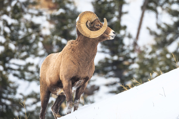 Full Day Guided Wildlife Adventure in Grand Teton National Park