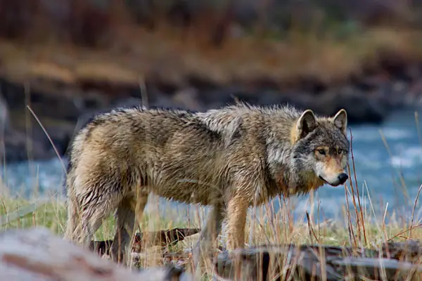 Yellowstone and Grand Teton Multi Day Wildlife Tour Guide